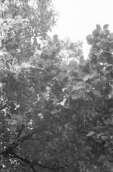 Preparation Seminar in Kladow - Some deciduous treetops and the sky